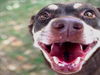 adoptable Dog in  named REIGN