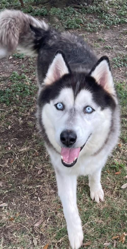 adoptable Dog in Texas City, TX named BRUNO