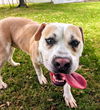 adoptable Dog in Texas City, TX named PEANUT