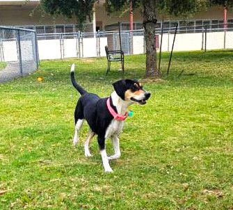 adoptable Dog in Texas City, TX named LITTLE BIT