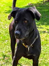 adoptable Dog in Texas City, TX named RITA