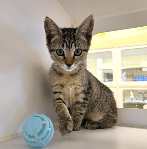 picture of the cat needing adoption