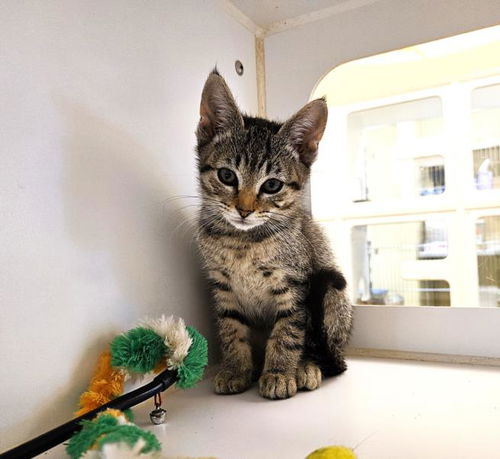 picture of the cat needing adoption