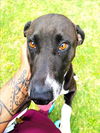 adoptable Dog in Texas City, TX named JELLY BEAN