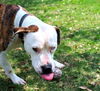 adoptable Dog in Texas City, TX named LITTLE BUDDY