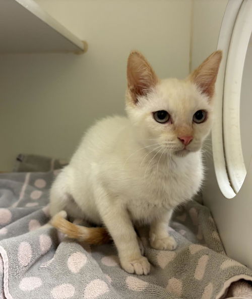 picture of the cat needing adoption