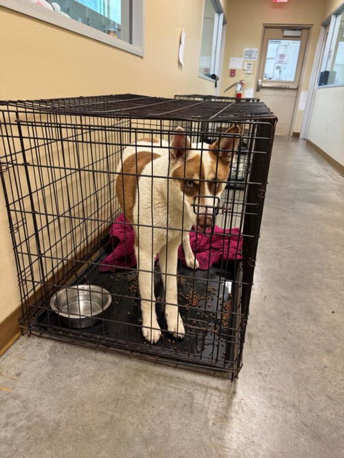 picture of the dog needing adoption