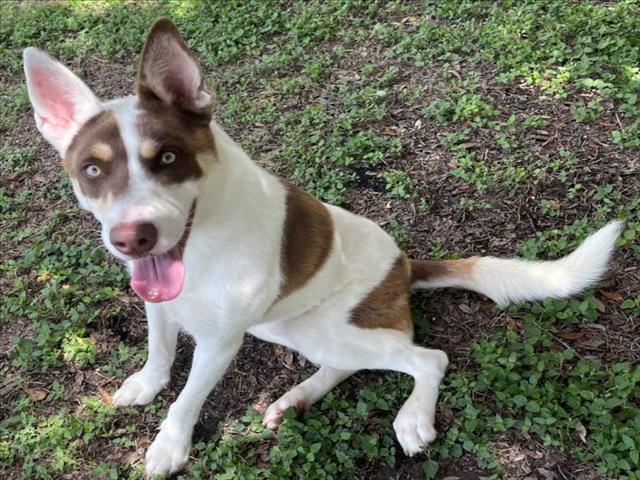 adoptable Dog in Texas City, TX named ROOSTER