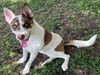 adoptable Dog in  named ROOSTER