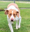 adoptable Dog in Texas City, TX named DAISY