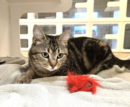 picture of the cat needing adoption