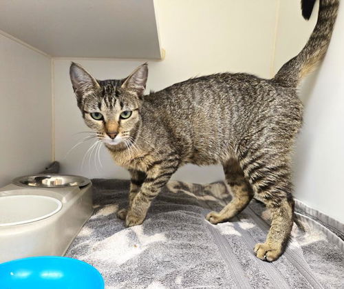 picture of the cat needing adoption