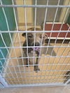 adoptable Dog in Texas City, TX named SUGAR