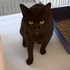 adoptable Cat in Texas City, TX named MR. MEOWGI