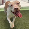adoptable Dog in Texas City, TX named MACY