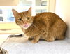 adoptable Cat in Texas City, TX named PUMPKIN