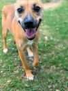 adoptable Dog in  named MIA