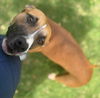 adoptable Dog in Texas City, TX named LOLA