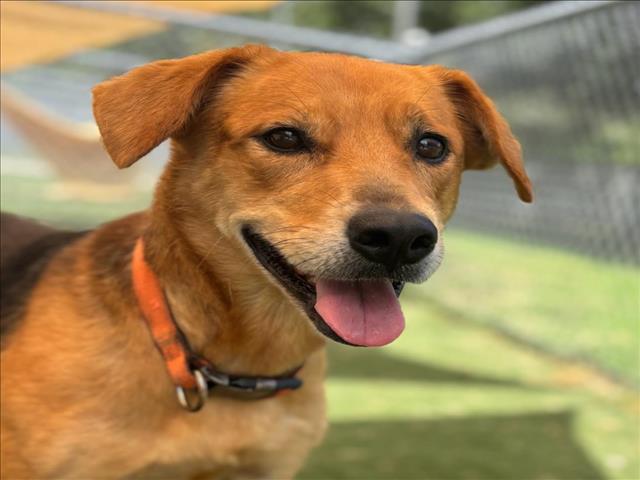 adoptable Dog in Texas City, TX named BELLE