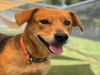 adoptable Dog in  named BELLE