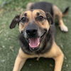 adoptable Dog in  named SAWYER