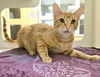 adoptable Cat in Texas City, TX named CANTALOUPE