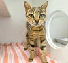 adoptable Cat in Texas City, TX named SIREN