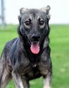 adoptable Dog in  named MOON