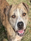 adoptable Dog in  named BALEY