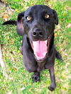 adoptable Dog in  named MUTTLEY CRUE