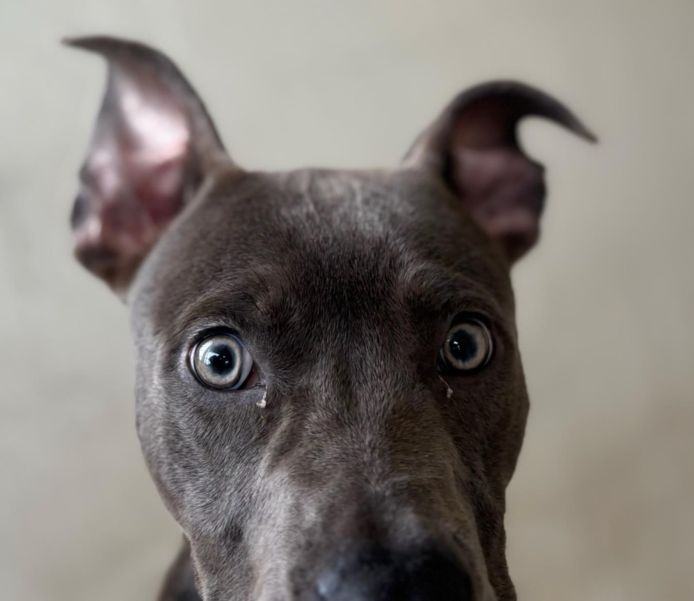 adoptable Dog in Texas City, TX named DORITOS