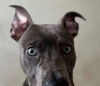 adoptable Dog in Texas City, TX named DORITOS
