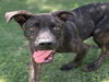 adoptable Dog in  named MAXIMUS
