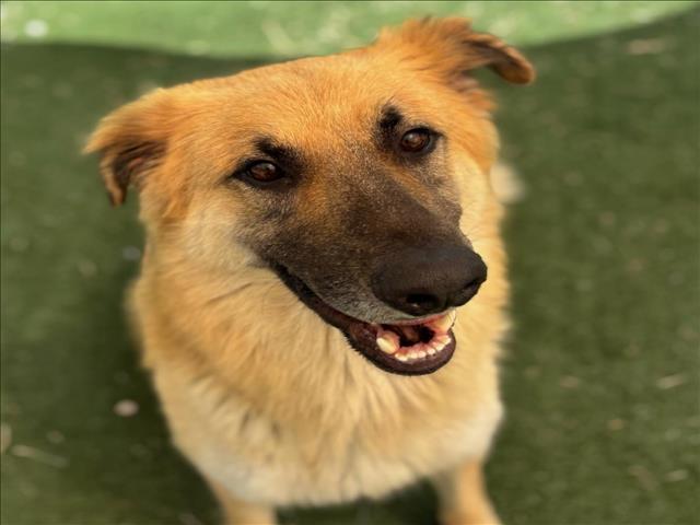 adoptable Dog in Texas City, TX named RAMBO