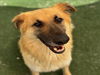 adoptable Dog in  named RAMBO