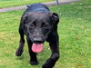 adoptable Dog in  named SQUIRT
