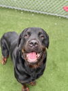 adoptable Dog in  named LENNY
