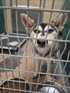 adoptable Dog in  named ANUBUIS