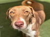 adoptable Dog in  named PETUNIA