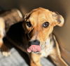 adoptable Dog in  named SUNKIST