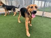 adoptable Dog in  named GUMBO