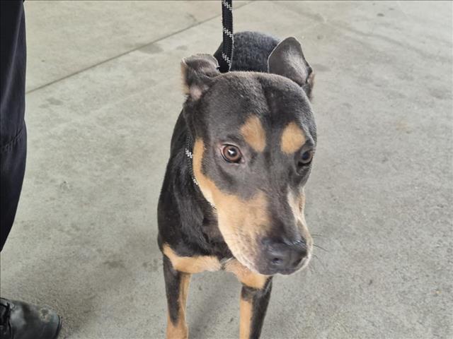 adoptable Dog in Texas City, TX named HOLMES