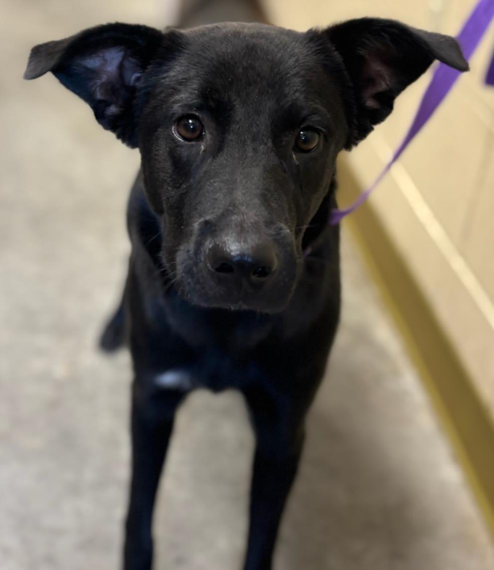 adoptable Dog in Texas City, TX named ARTHUR