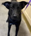 adoptable Dog in  named ARTHUR