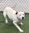 adoptable Dog in  named BELLA
