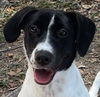 adoptable Dog in  named SALLY