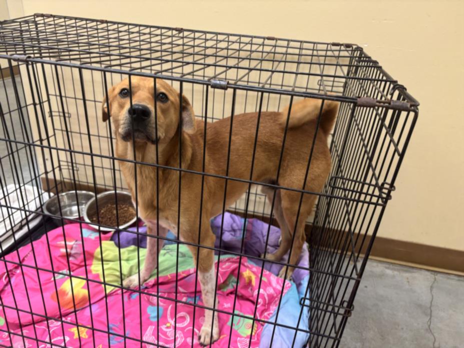 adoptable Dog in Texas City, TX named WATSON