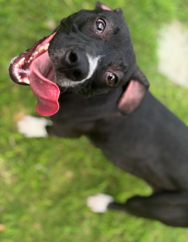 adoptable Dog in Texas City, TX named AUTUMN