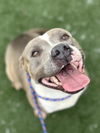 adoptable Dog in  named SAPPHIRE ROPER