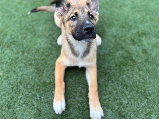 adoptable Dog in Texas City, TX named APOLLO